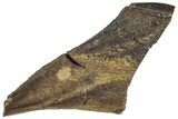 Huge, Hadrosaur (Brachylophosaurus?) Rooted Tooth - Montana #313284-2